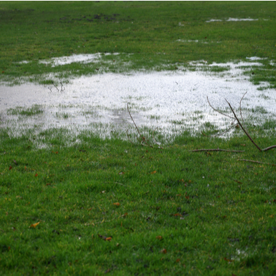 puddle of water on lawn