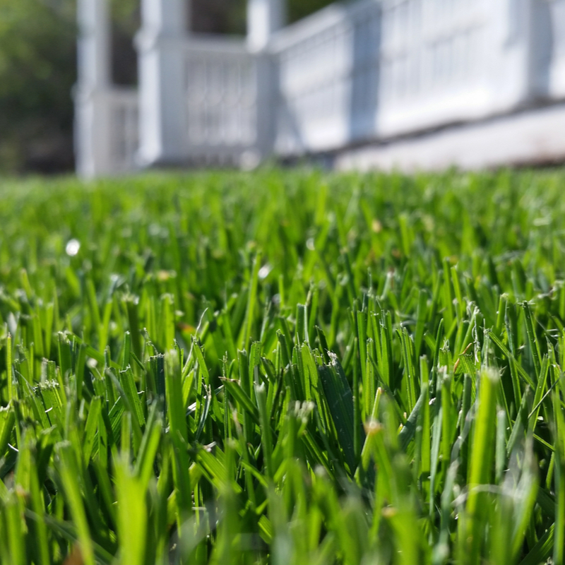 close up of a lawn